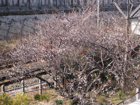 梅の花