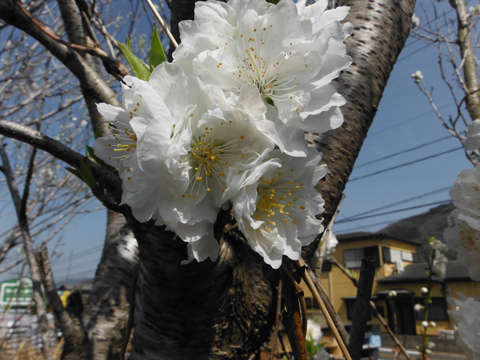 桜